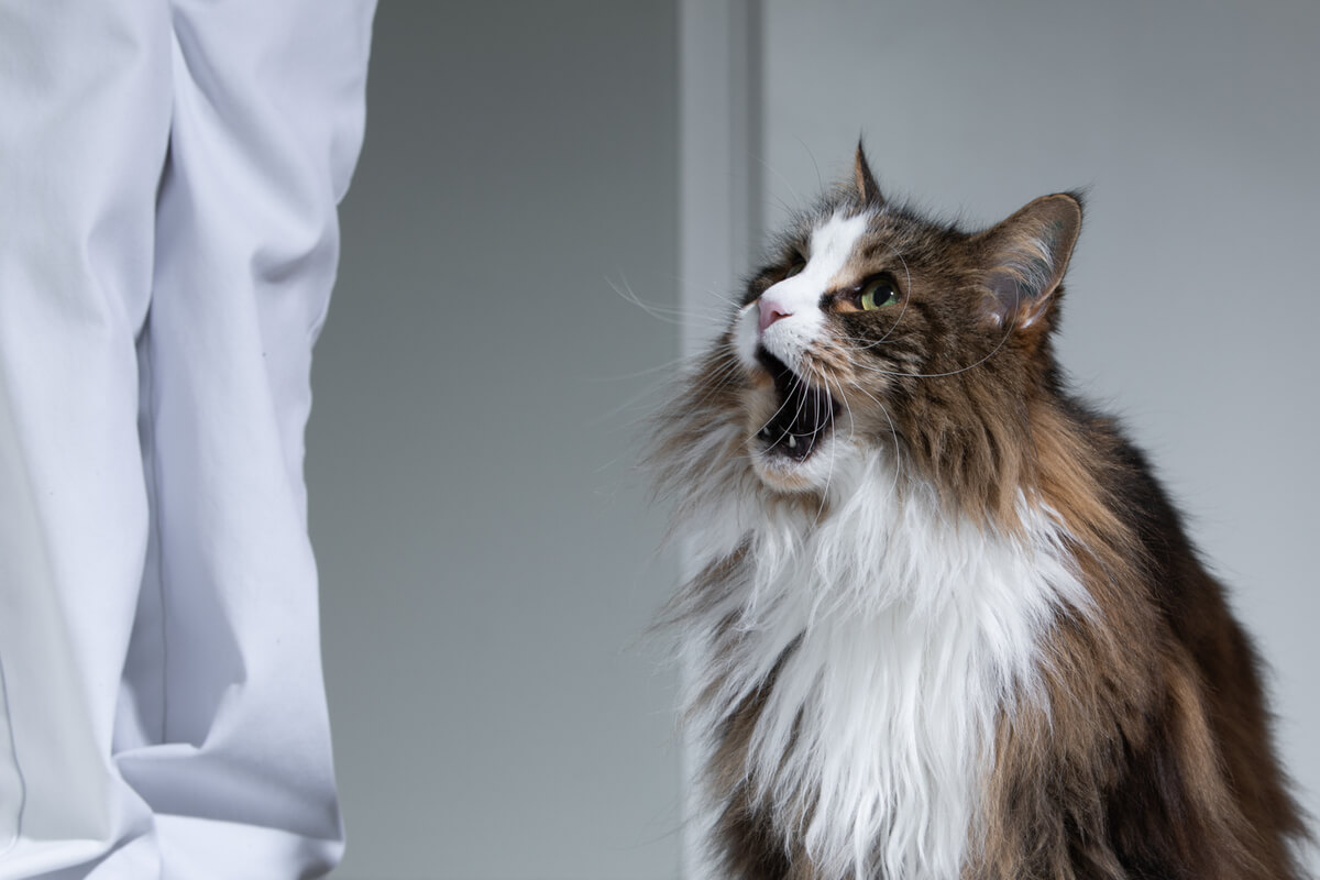 Tandbehandling kat: Book konsultation - dyreklinik